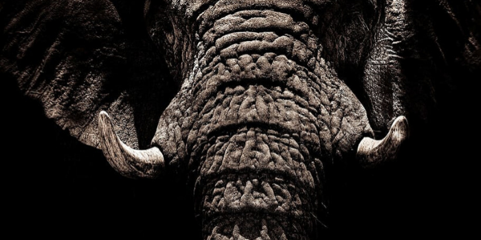News Flash – The Elephants in the Room