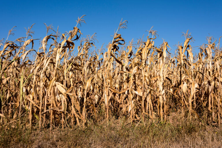 A dry season for South Africa’s GDP